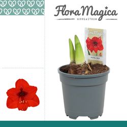 Amar.2er Royal rot T13 H25 113003RD