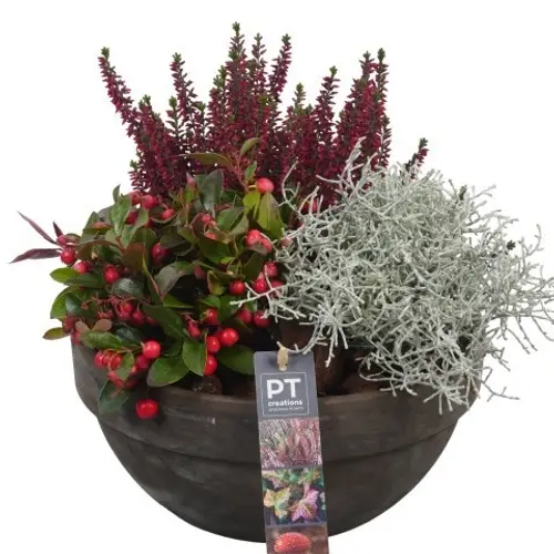 Garten.Arr PTHO4265 Herbst T23 H030