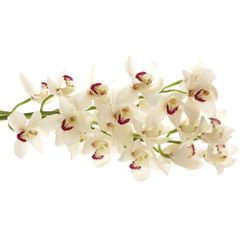 Cymbidium weiss Danny 80cm 13+Blüte