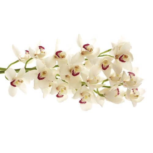 Cymbidium weiss Danny 80cm 13+Blüte