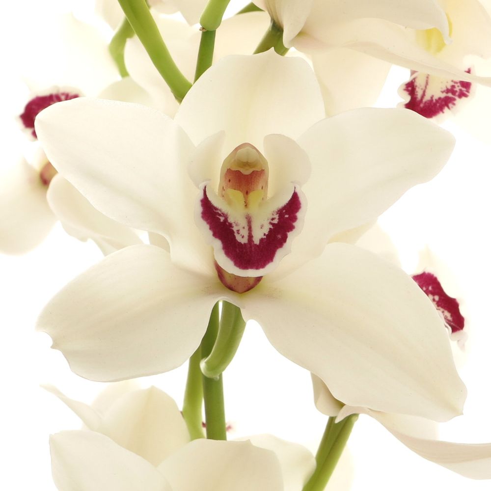 Cymbidium weiss Danny 80cm 13+Blüte