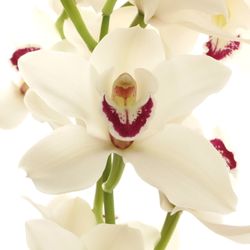 Cymbidium weiss Danny 80cm 13+Blüte