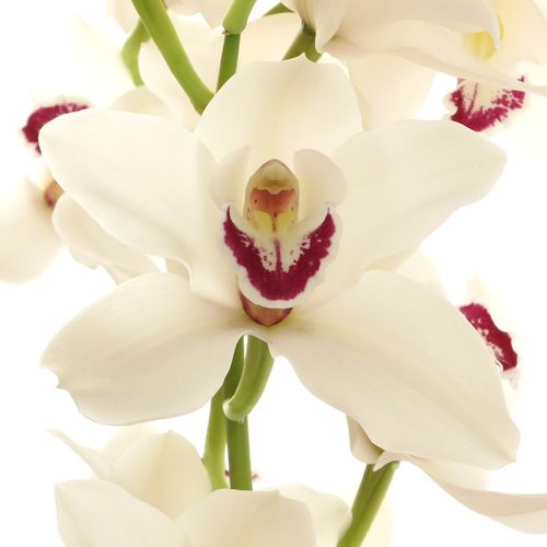 Cymbidium weiss Danny 80cm 13+Blüte