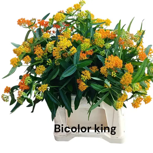 Aesclepia dunkel gelb-rot  Bicolor King 50cm