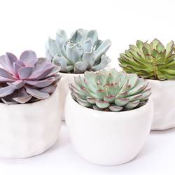 Echeveria mix im Paros Keramik T15 H014
