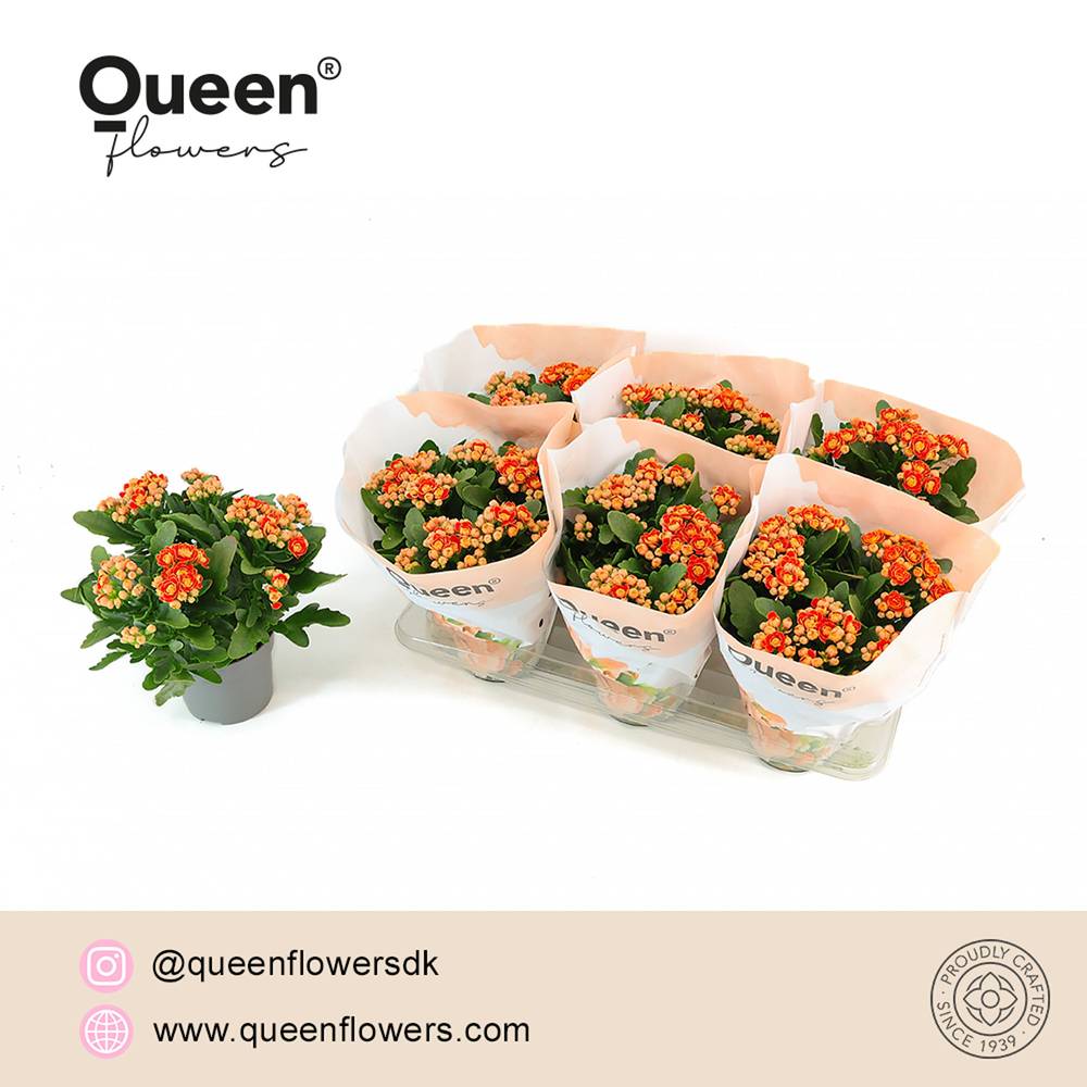 Kalanchoe Gef. orange Geneva T14 H026