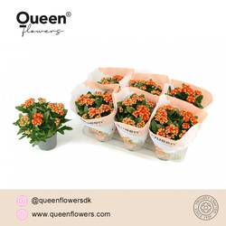 Kalanchoe Gef. orange Geneva T14 H026