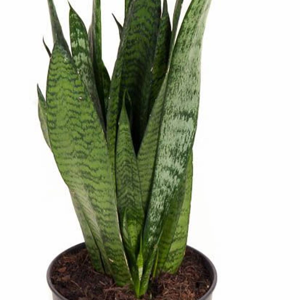 Sanseveria Zeylanic T17 H060