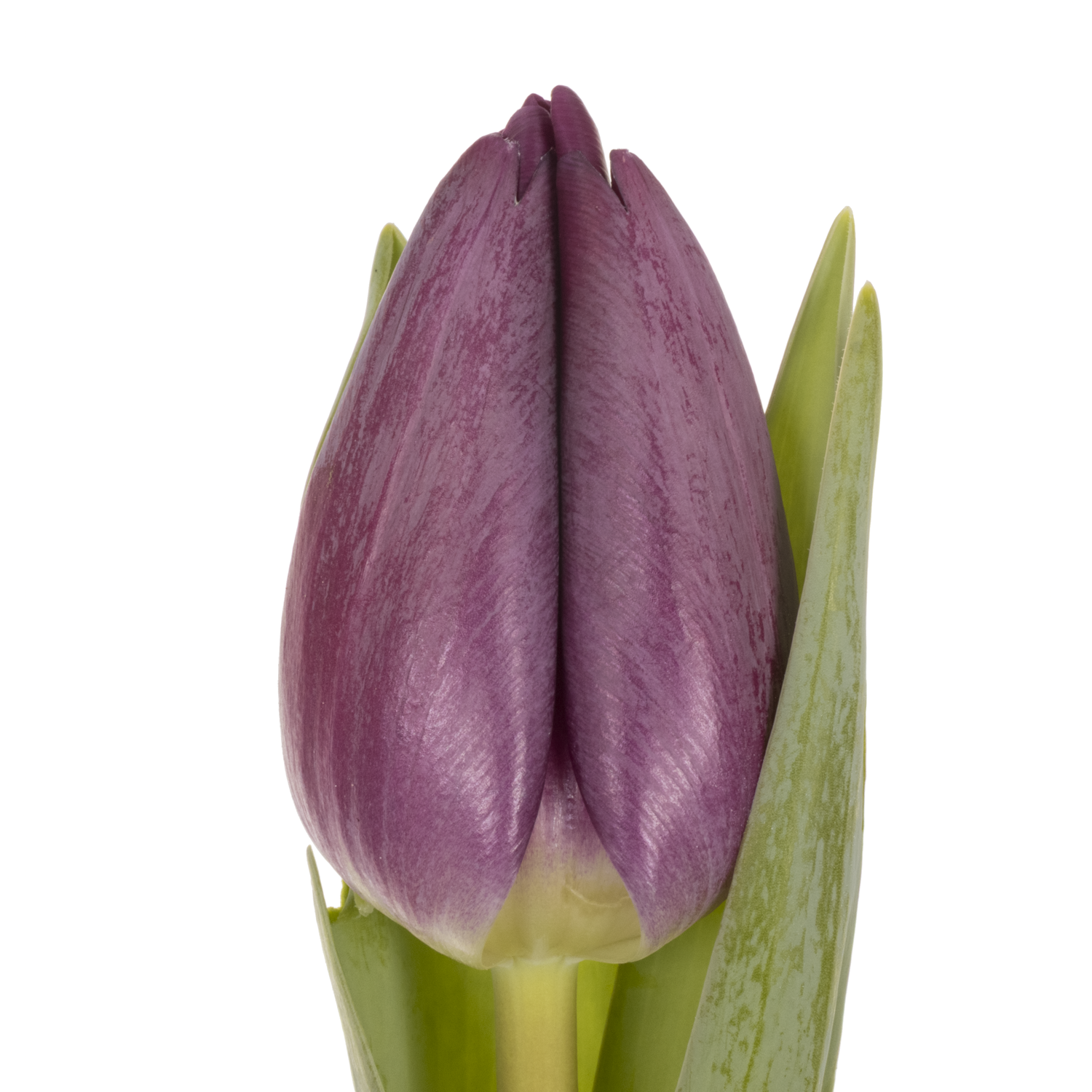 Tulpe lila Bullit 36 Gramm