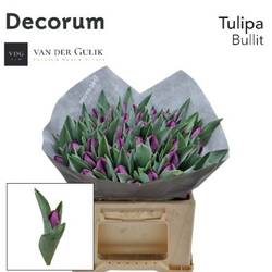 Tulpe lila Bullit 36 Gramm