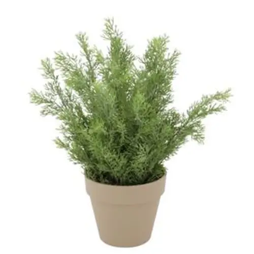 Seiden Zypresse im Übertopf D33cm H50cm