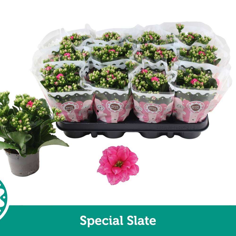 Kalanchoe Gef. dunkel rosa Special Slate T09 H019