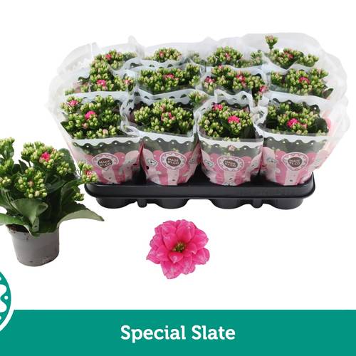 Kalanchoe Gef. dunkel rosa Special Slate T09 H019