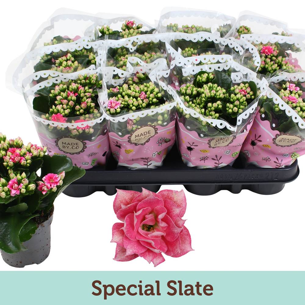 Kalanchoe Gef. rosa Special Slate T09 H019