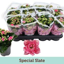 Kalanchoe Gef. rosa Special Slate T09 H019