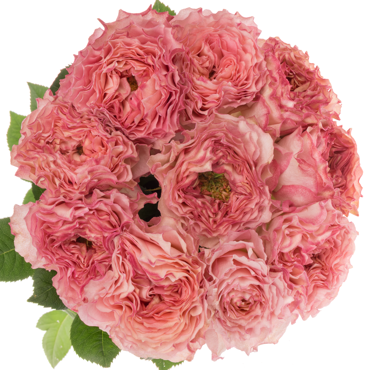 Rose fuchsia/apricot Lady Somerset 70cm