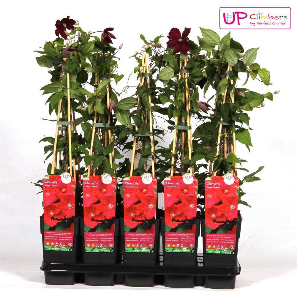 Clematis Cardinal rot T15 H65
