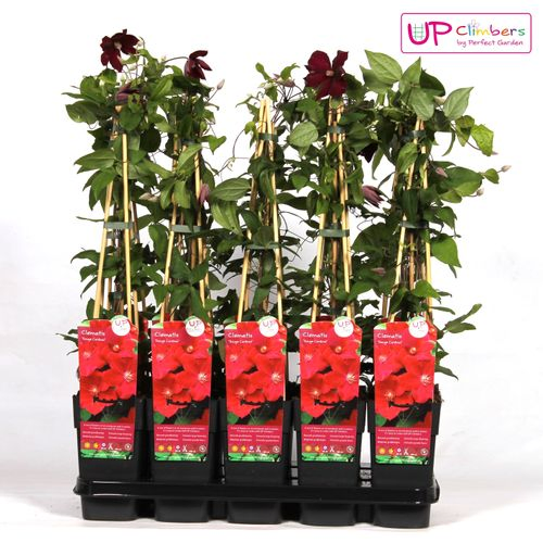 Clematis Cardinal rot T15 H65