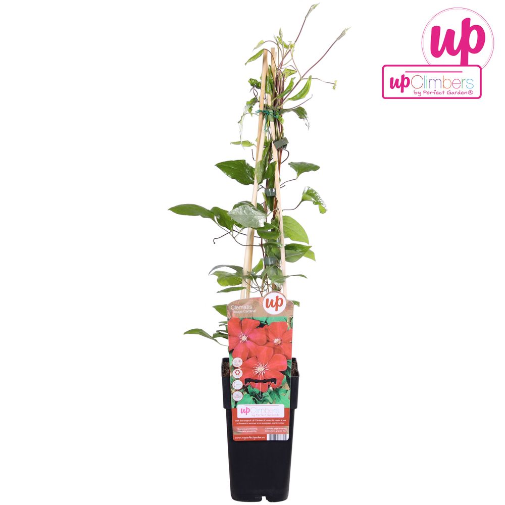 Clematis Cardinal rot T15 H65