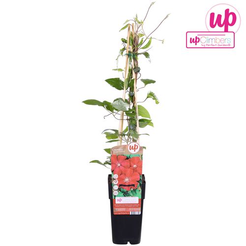 Clematis Cardinal rot T15 H65