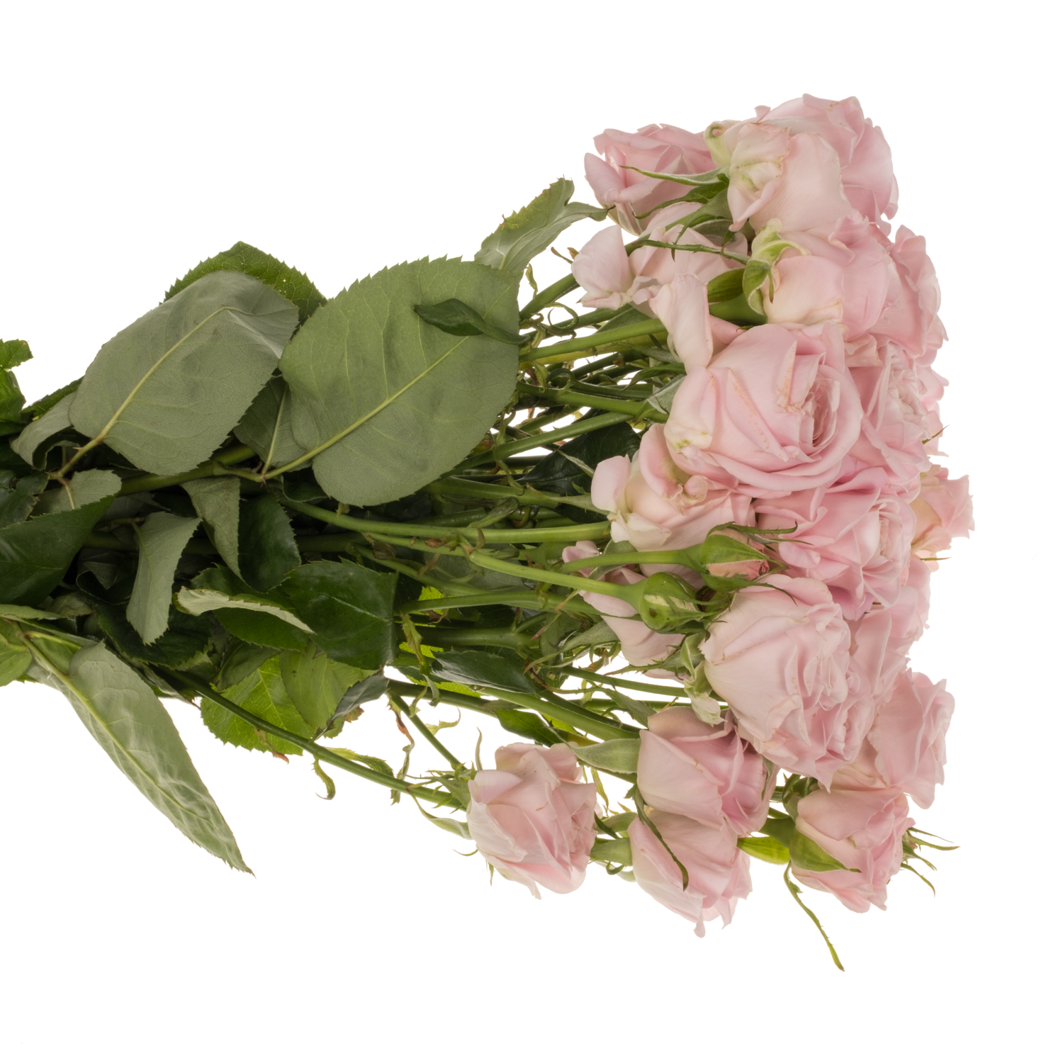 Rose hell rosa Rebellion sweet 70cm