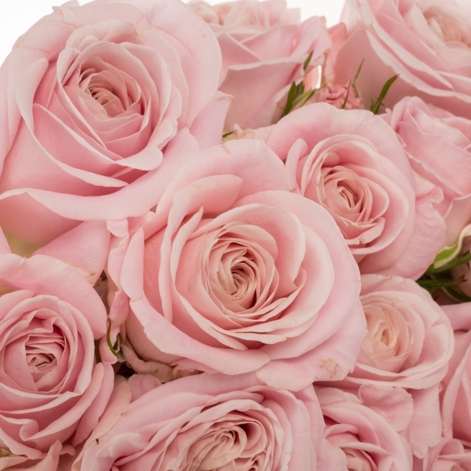 Rose hell rosa Rebellion sweet 70cm