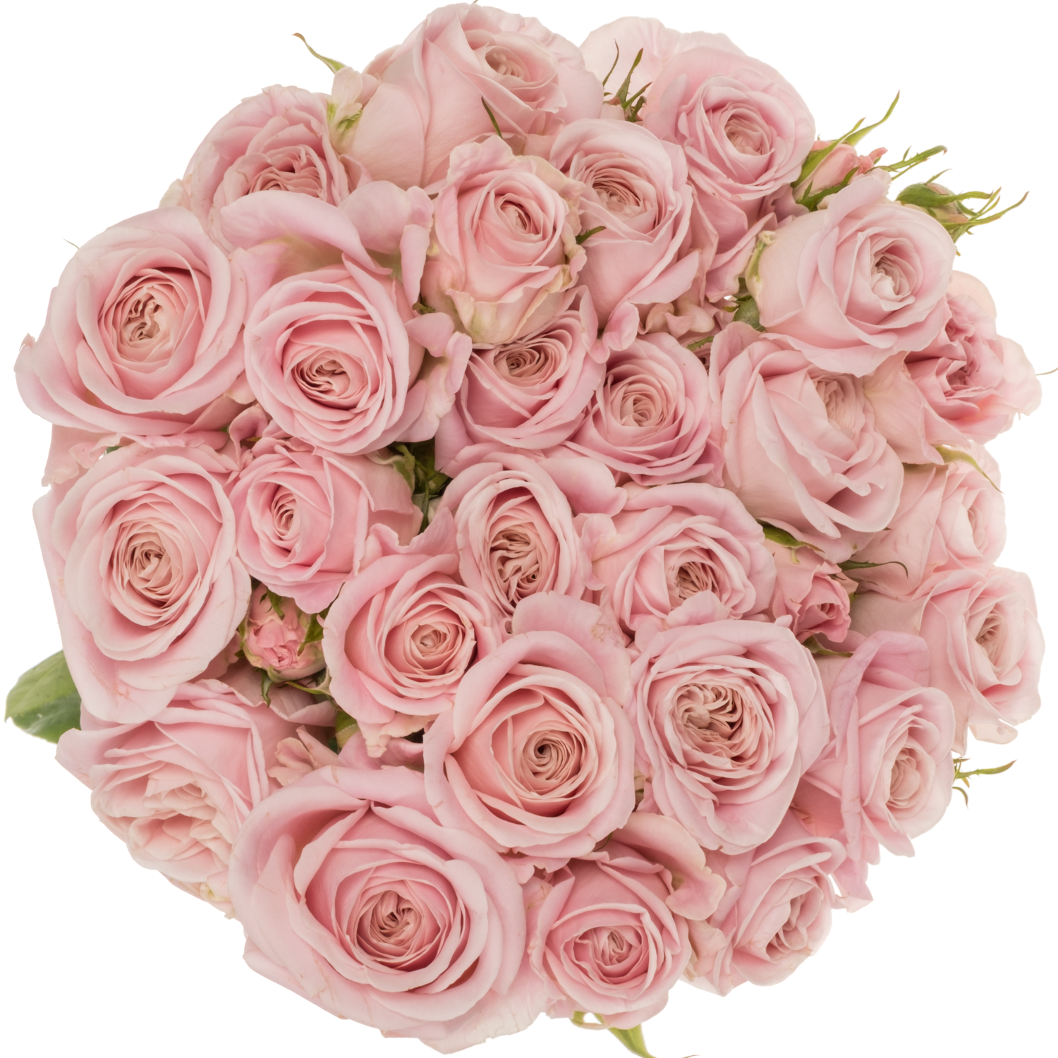 Rose hell rosa Rebellion sweet 70cm