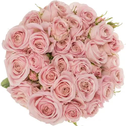 Rose hell rosa Rebellion sweet 70cm