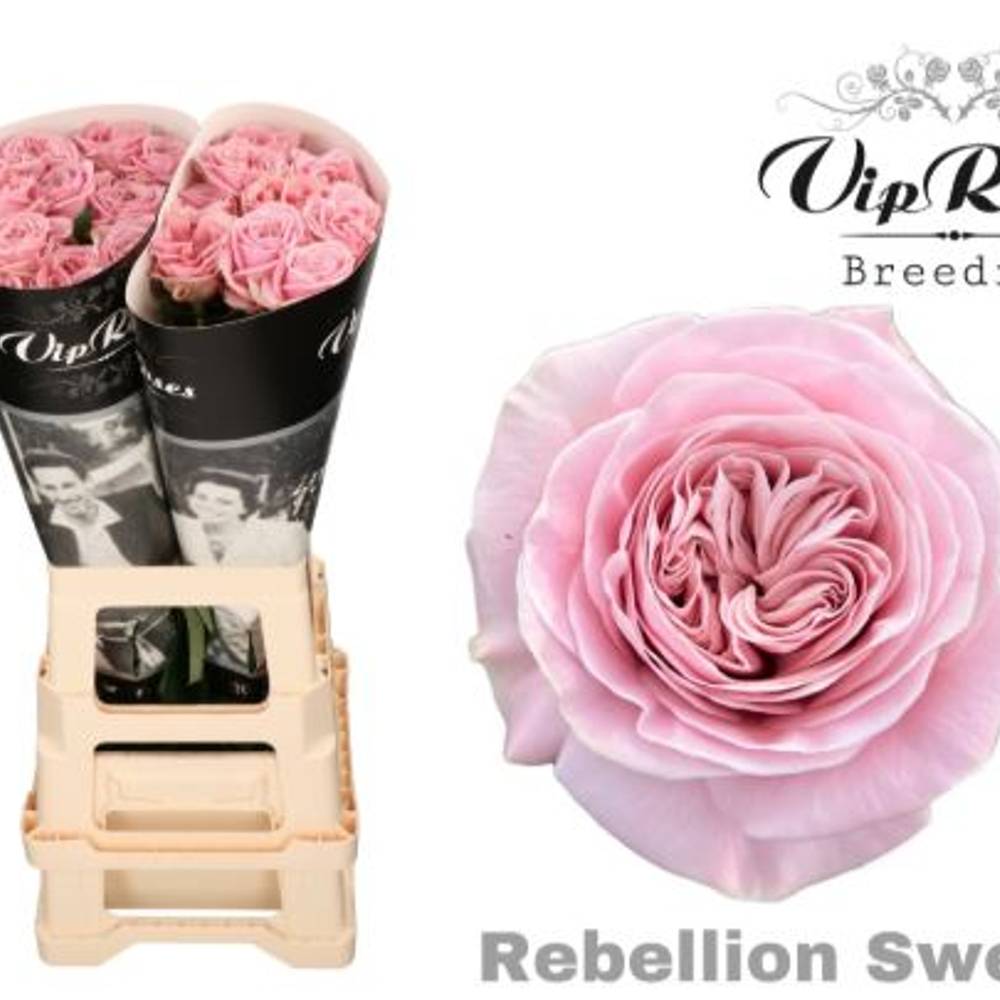 Rose rosa Rebellion sweet 70cm