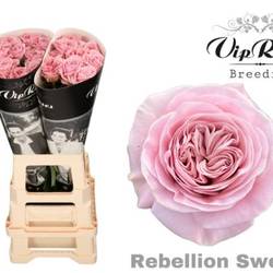 Rose rosa Rebellion sweet 70cm