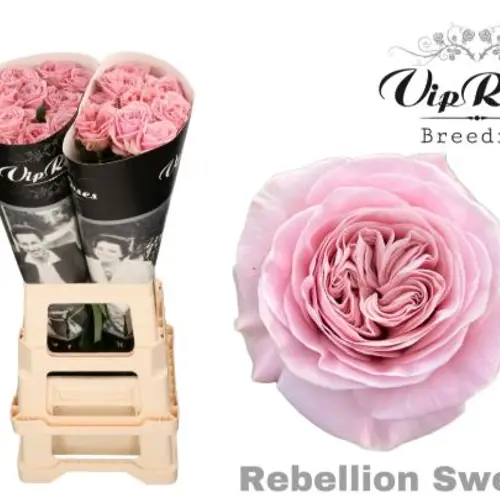 Rose rosa Rebellion sweet 70cm