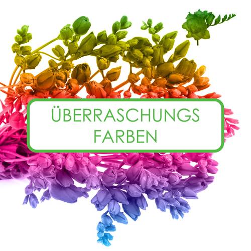 Freesie 3x50 Gute Sorte 19 Gramm 50cm