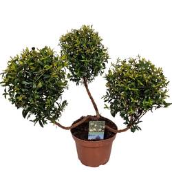 Myrtus Communis 3Stamm T12 H030