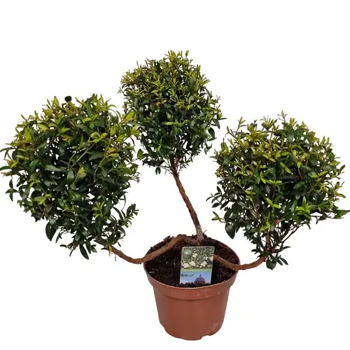 Myrtus Communis 3Stamm T12 H030