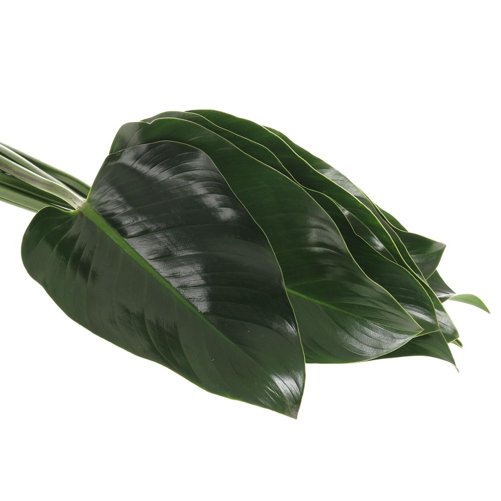 Philo Green Beauty 60cm