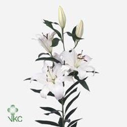Lilie orientalisch weiss Santander 5+Blüte 80cm