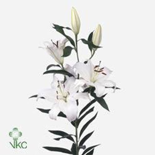 Lilie orientalisch weiss Santander 5+Blüte 80cm