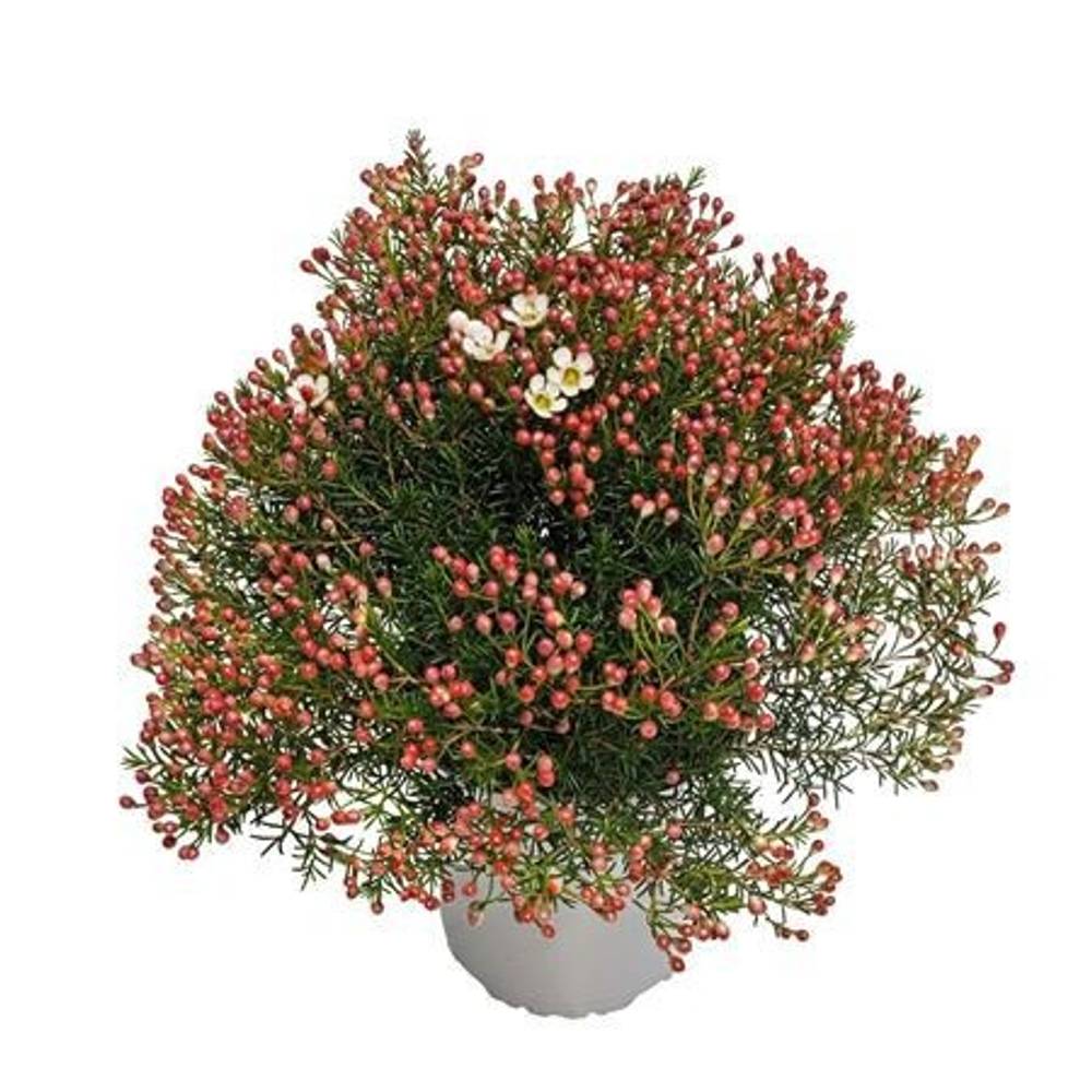 Waxflower Maya Strauch T17 H035