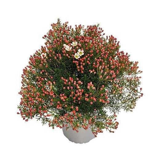 Waxflower Maya Strauch T17 H035