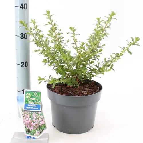 Escallonia Apple Blossom T19 H040
