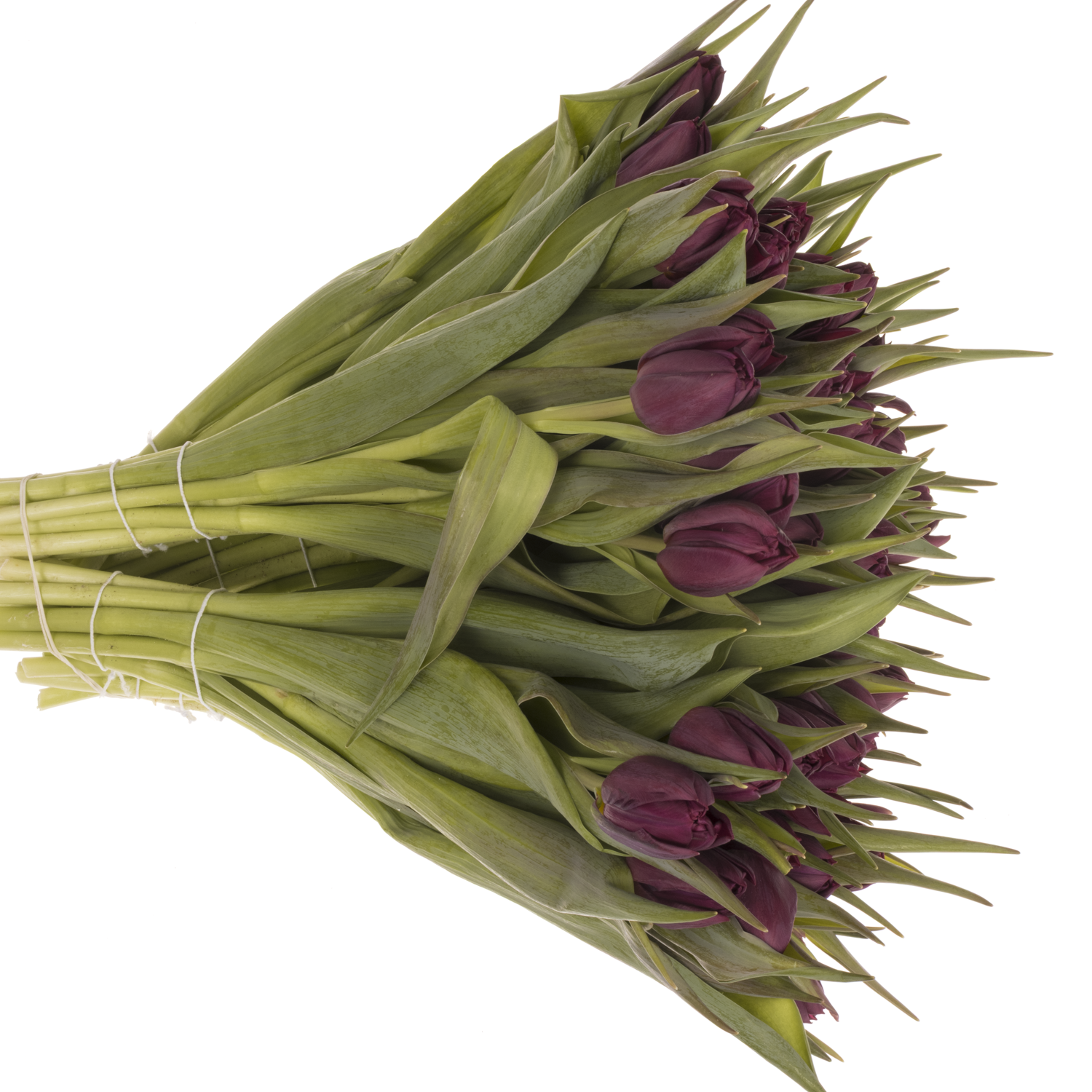 Tulpe lila doppel Bradley 32 Gramm