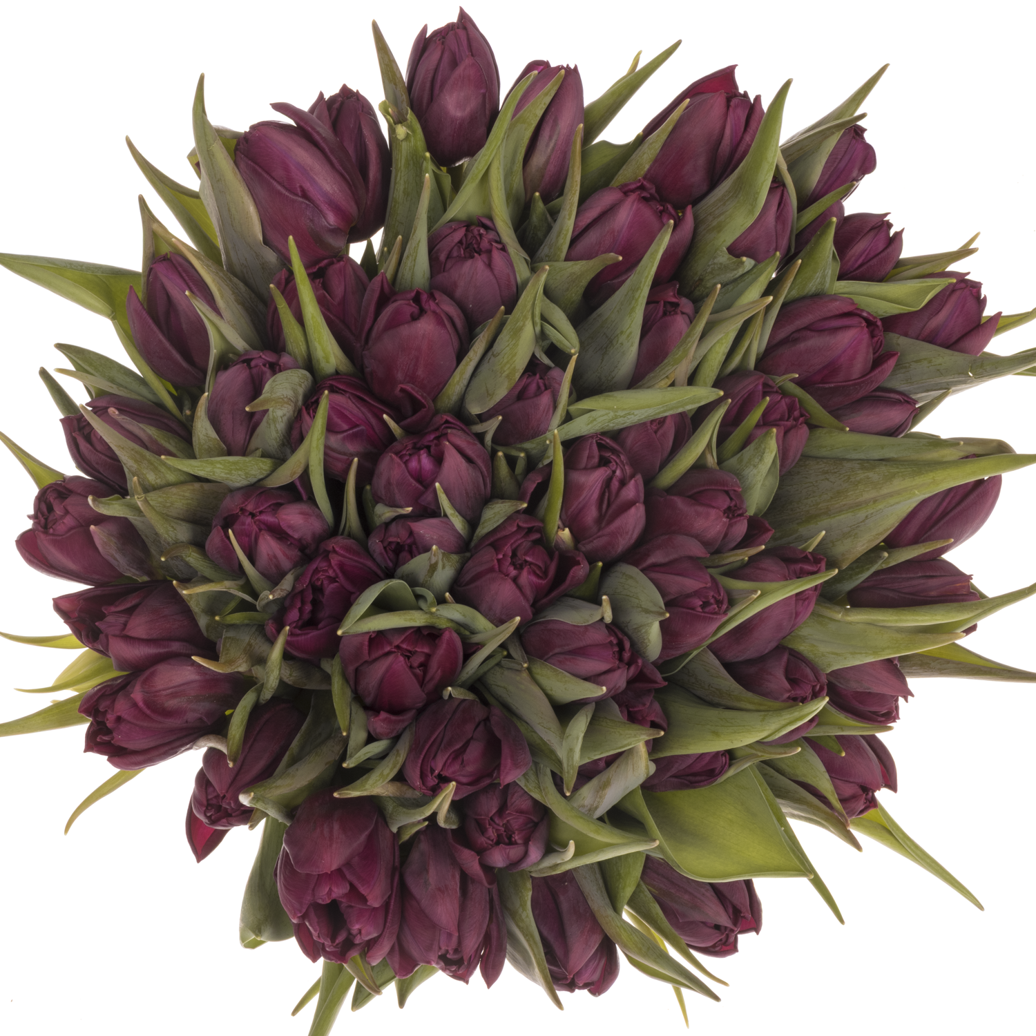 Tulpe lila doppel Bradley 32 Gramm