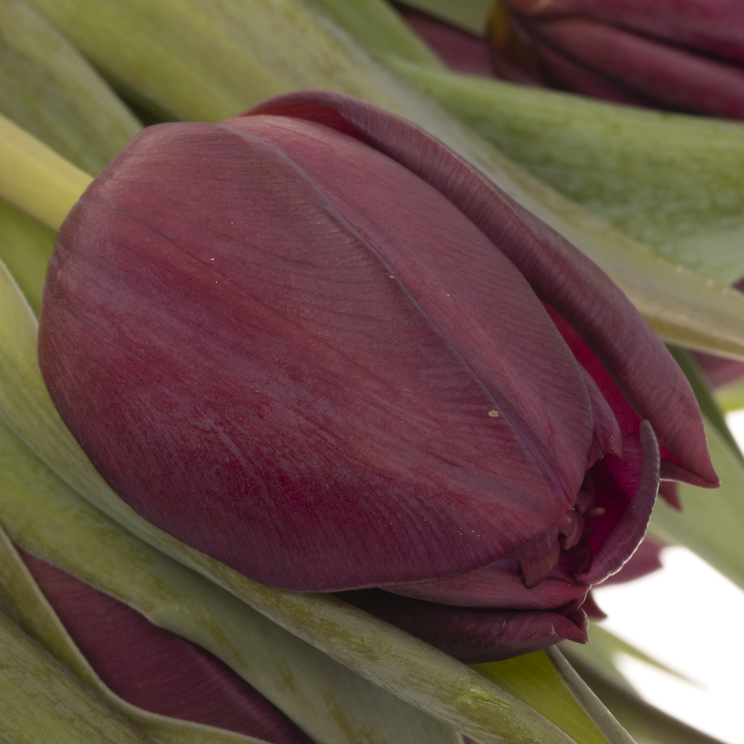 Tulpe lila doppel Bradley 32 Gramm