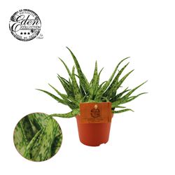 Aloë Spider T10,5 H15