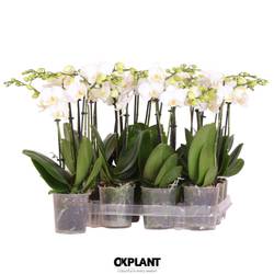 Phal.2-R weiss Charm Natural T09 H040