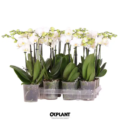 Phal.2-R weiss Charm Natural T09 H040