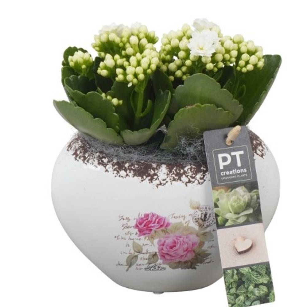 Kal.Arr PTVMB2271 T15 H020