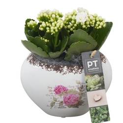 Kal.Arr PTVMB2271 T15 H020