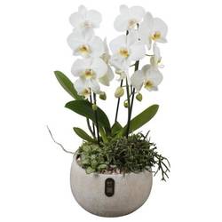 Phal.Arr PTIB5338 T23 H059