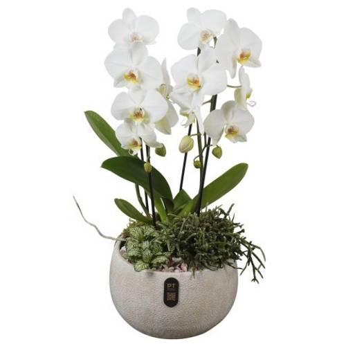 Phal.Arr PTIB5338 T23 H059